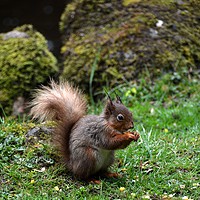 Buy canvas prints of Red Squirrel by Neil Ravenscroft