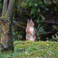 Buy canvas prints of Red Squirrel by Neil Ravenscroft