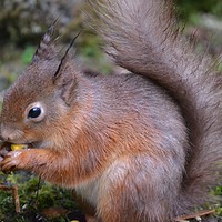 Buy canvas prints of Red Squirrel  by Neil Ravenscroft