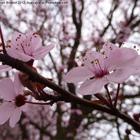 Buy canvas prints of pink cherry blossom by Sarah Bonnot
