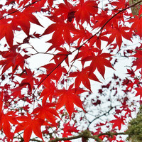 Buy canvas prints of Autumn Maple Leaves by Sarah Bonnot