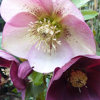 Buy canvas prints of Spring Hellebores by Sarah Bonnot