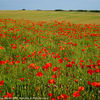 Buy canvas prints of Sussex Poppy Field by Sarah Bonnot