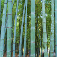 Buy canvas prints of Japanese Bamboo Forest by Sarah Bonnot