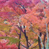 Buy canvas prints of Japanese Autumn Trees by Sarah Bonnot