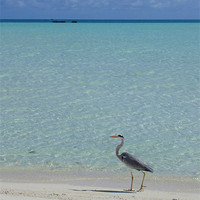 Buy canvas prints of Heron strolls Maldive beach by Sarah Bonnot