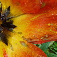 Buy canvas prints of Tulip in the rain by Sarah Bonnot
