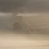 Buy canvas prints of Morning mist by Gavin Wilson