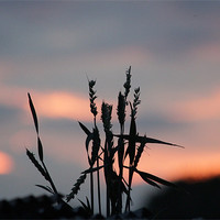 Buy canvas prints of Sunset Grass by Gavin Wilson