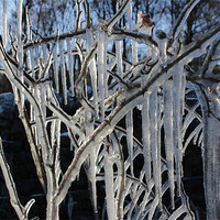 Buy canvas prints of Ice Tree by Gavin Wilson