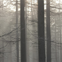 Buy canvas prints of Misty Forest by Gavin Wilson