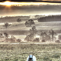 Buy canvas prints of One sheep landscape by Gavin Wilson