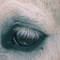 Buy canvas prints of horse by Gavin Wilson