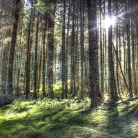 Buy canvas prints of Forest Light by Gavin Wilson