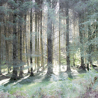 Buy canvas prints of Enchanted Forest by Gavin Wilson