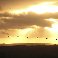 Buy canvas prints of  Sunset with crows by Gavin Wilson