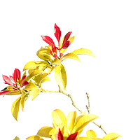 Buy canvas prints of Leaves by Gavin Wilson
