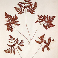 Buy canvas prints of Polypodium calcareum, stiff three branched polypod by Gavin Wilson