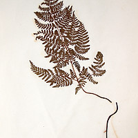 Buy canvas prints of Herbarium - Original Victorian plant specimen by Gavin Wilson