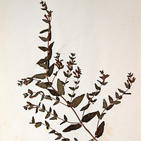 Buy canvas prints of Herbarium - Original Victorian plant specimen by Gavin Wilson