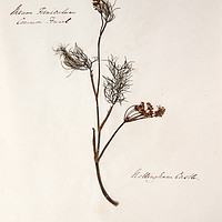 Buy canvas prints of Herbarium - Original Victorian plant specimen by Gavin Wilson