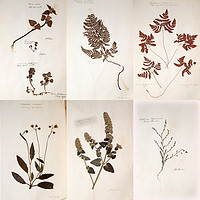 Buy canvas prints of Herbarium - Original Victorian plant specimen coll by Gavin Wilson