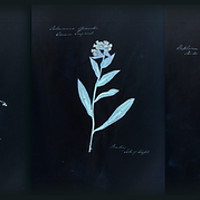 Buy canvas prints of Dramatic Cyanotype Herbarium by Gavin Wilson