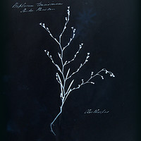 Buy canvas prints of Cyanotype Vintage Botanical Specimen by Gavin Wilson