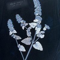 Buy canvas prints of Vintage plant specimen cyanotype by Gavin Wilson