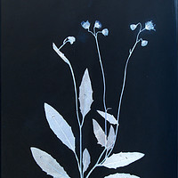 Buy canvas prints of Vintage Botanical Specimen Cyanotype by Gavin Wilson