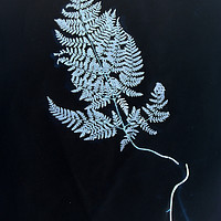 Buy canvas prints of Cyan Vintage Botanical Specimen by Gavin Wilson