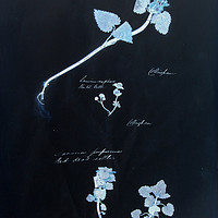 Buy canvas prints of Vintage plant specimen by Gavin Wilson