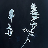 Buy canvas prints of Vintage Botanical Specimen by Gavin Wilson