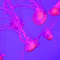Buy canvas prints of Jellyfish in red by Zachary Bloom