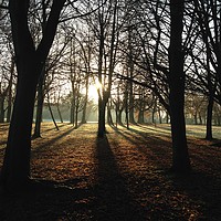Buy canvas prints of Sunrise in Hale Barns Park by Zachary Bloom