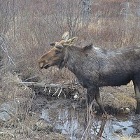 Buy canvas prints of Wild Moose by Zachary Bloom