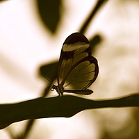Buy canvas prints of glass butterfly by Zachary Bloom
