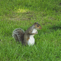 Buy canvas prints of squirrel on watch by george pinker