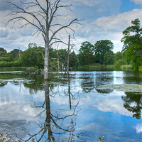 Buy canvas prints of Dead Tree in the Lake by David Yeaman