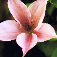 Buy canvas prints of Clematis Pink Fantasy by David Yeaman