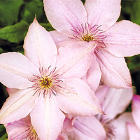 Buy canvas prints of Clematis Pink Fantasy by David Yeaman