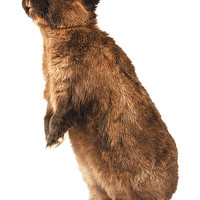 Buy canvas prints of Rabbit standing on hind legs by David Yeaman