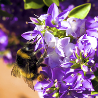 Buy canvas prints of Busy Bee  by David Yeaman