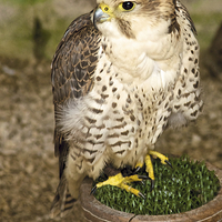 Buy canvas prints of Lanner Falcon by David Yeaman