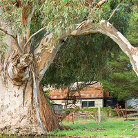 Buy canvas prints of The Old Gum Tree by Pauline Tims