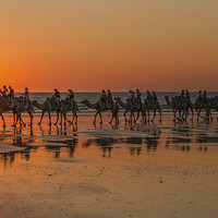 Buy canvas prints of Camels, Cable Beach, Western Australia by Pauline Tims