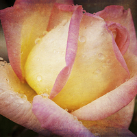 Buy canvas prints of Rose with Raindrops 2 by Pauline Tims