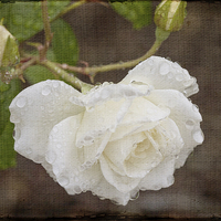 Buy canvas prints of Vintage Rose by Pauline Tims