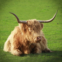 Buy canvas prints of Highland Cow by Pauline Tims