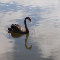 Buy canvas prints of Black Swan by Pauline Tims